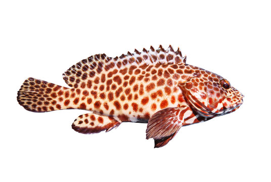 side view full body of grouper fish isolated white background
