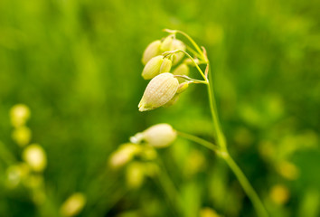 Beautiful yellow flower in the wild in spring