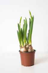 Bulbs of narcissuses in a pot on a white background