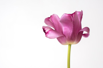 Obraz premium Beautifully revealed tulip petals. The dismissed bud