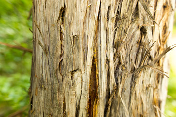 Bark on the tree as a background