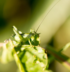 Grasshopper in green grass on nature