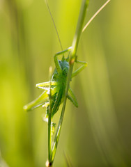 Grasshopper in green grass on nature