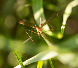 Large mosquito in the green grass in nature