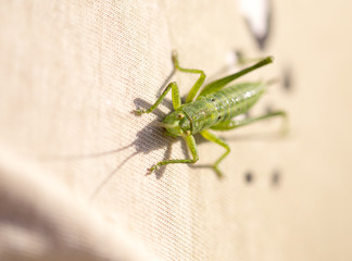 A green grasshopper is sitting on clothes
