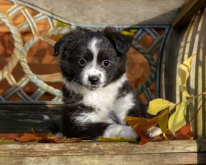 Young black bi-color Miniature American Shepherd puppy on a wooden bench