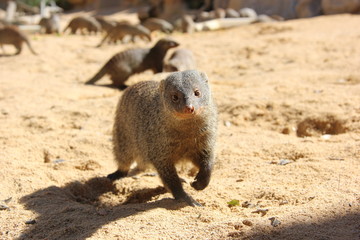 Mongoose