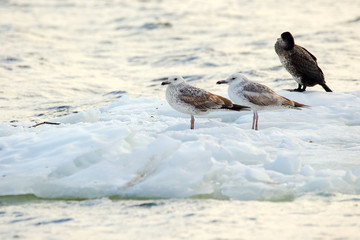 feathered seagulls floating on an ice floe along the river