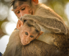 Close up of Bonnet Macaque Indian baby monkey sitting with his mother