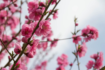 花桃の美しいピンクの花
