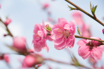 花桃の美しいピンクの花