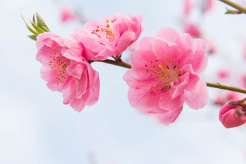 花桃の美しいピンクの花