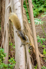 Squirrel on the tree