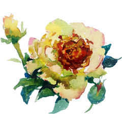 watercolor art  background nature floral  exotic spring flower single rose blooming painting bright  wash blurred textured  decoration  hand beautiful colorful delicate romantic
