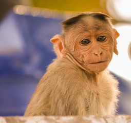 portrait of baby bonnet macaque monkey