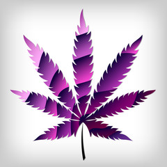 Fototapeta na wymiar Purple marijuana leaf with a gradient on a light background