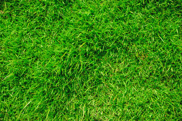 Fototapeta premium Focus on the surface of the lawn green, Green lawn, backyard for background