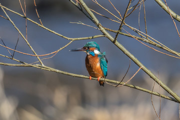 eisvogel auf zweig