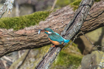 eisvogel mit fisch