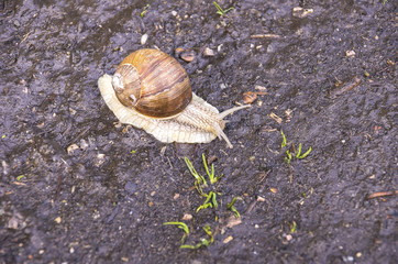 Grapevine Snail