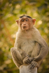 bonnet macaque sitting on pole.