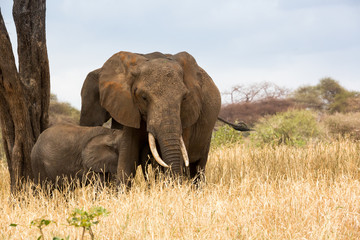 Fototapeta na wymiar Elefant - Loxodonta africana