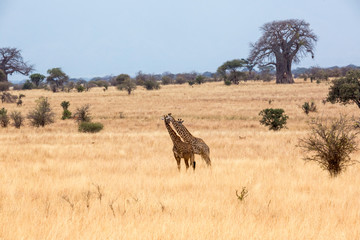 Fototapeta na wymiar Giraffe (Giraffa)