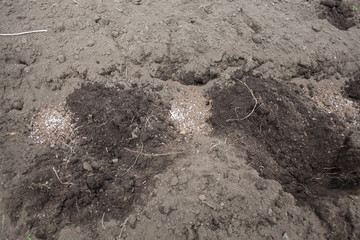 Planting potato