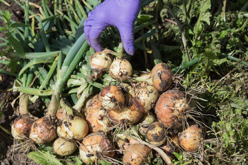 Harvesting of onions in hobby garden.
