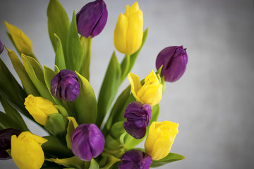 Tulips on gray background.