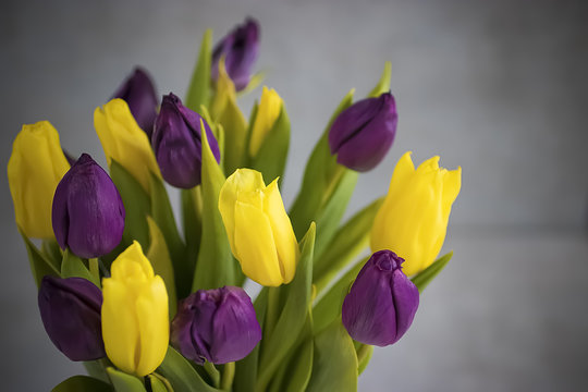Tulips on gray background.