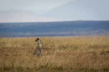 Gepard - Acinonyx jubatus 