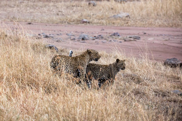 Leopard (Panthera pardus) 