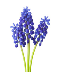 Three flowers of  Grape Hyacinth isolated on white background. - obrazy, fototapety, plakaty