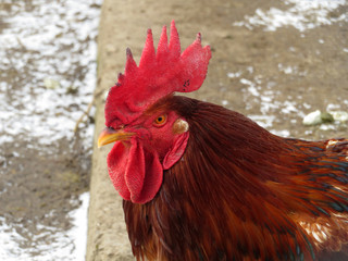 Beautiful red rooster