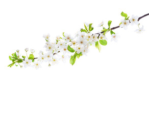 Branch in blossom  isolated on white background. Cherry Plum