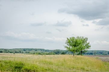 Lonely tree in a meadow 