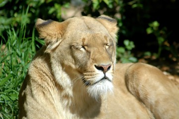 Fototapeta na wymiar Female adult lion sleeping in the sun