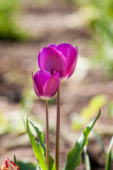 Obraz premium Tulips in garden