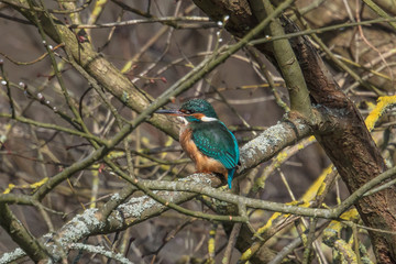 eisvogel