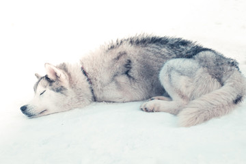Siberian husky resting on the snow
