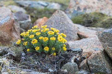 Blüten in der Wildnis von Grönland