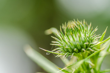 Green thistle bud 