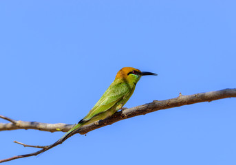 Green bee-eater perching on tree branch , Thailand