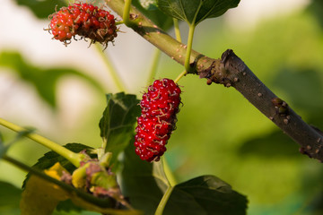 A close-up of a ripe red mulberry fruit hanging on the branch of a Morus tree in Malaysia.
