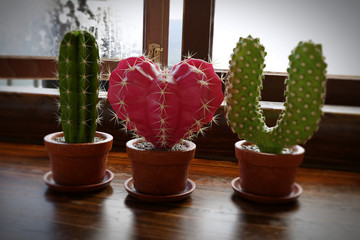 3d render realistic illustration of cactus pots spelling the word 