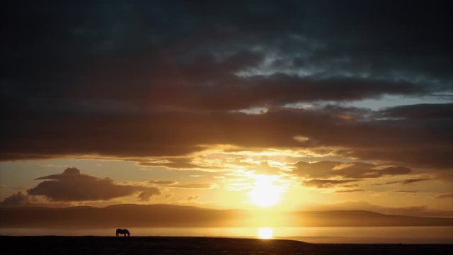 Beautiful sunset with horse silhouette