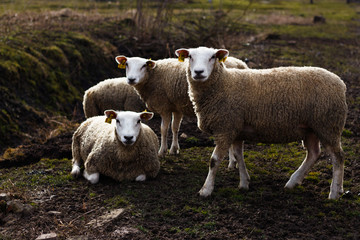 Naklejka na ściany i meble Textile lambs graze on the field near the farm
