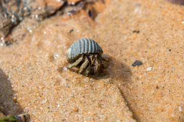 Close-up of a hermit crab on a beach, moving out of its scavenged shell.