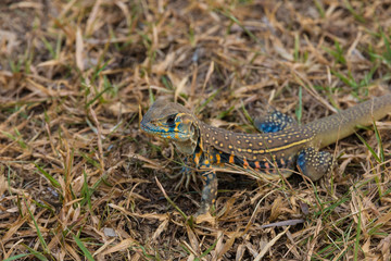 A colourful wild common butterfly lizard (Leiolepis belliana) on a field. Taken in Malaysia.